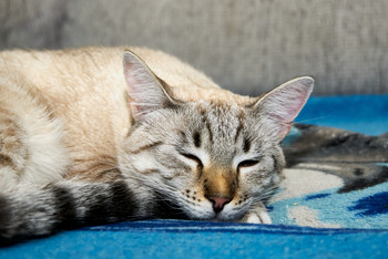 &nbsp; / https://www.instagram.com/vaguro_v_u_v