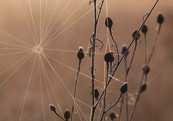 The first frost / ***