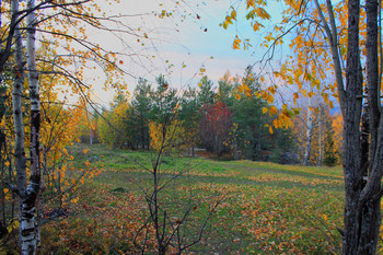 At the edge of forest / ***