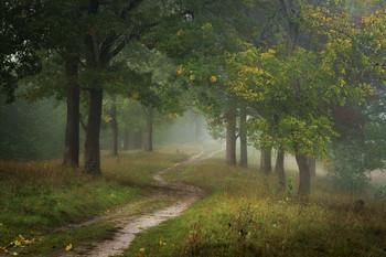 Autumn road / ***