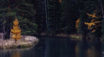 deepest forest / ***