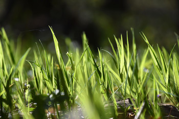 The Grass Was Greener / Ground-level photo of fresh grass basking in the springtime sun.