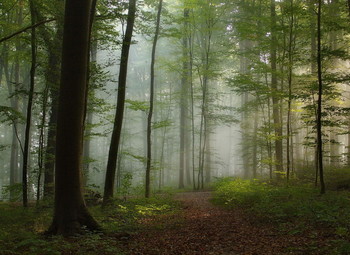 Fog dissipates / ***