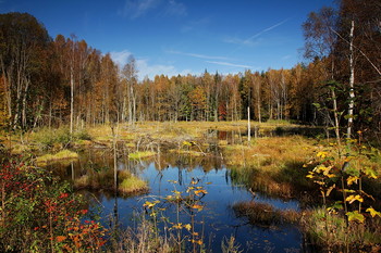 Autumn in the forest / ***