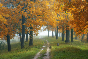 golden time / ***