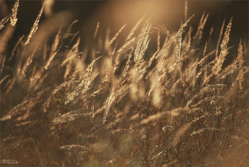 Autumn Gold / ***