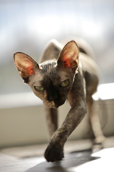 Puma / Min elsker Katte