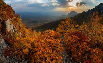 gold autumn / ***