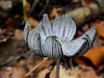 ein Pilz, wie eine Blume / die Schönheit der Vergänglichkeit ...