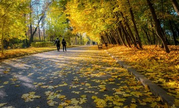 Autumn alley / ***