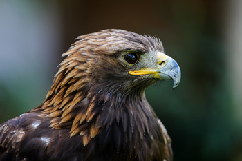 Adlerportrait / aufgenommen in einem Vogelpark