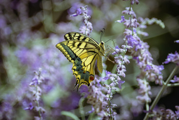 Mariposa PAPILIONIDAE / Mariposa conocida en los parques de la ciudad de Madrid