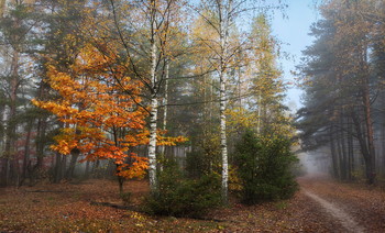 in the autumn forest / ***