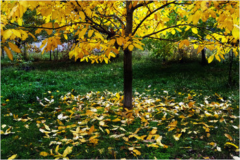 The colors of autumn ... / ***