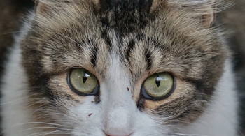 These eyes in front / ***