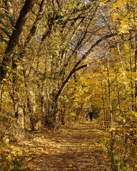 Path / ***