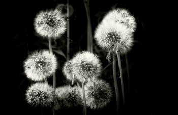 Taraxacum / ***