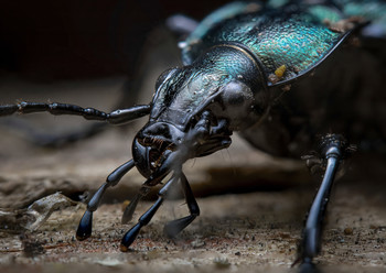 Beetle / ***