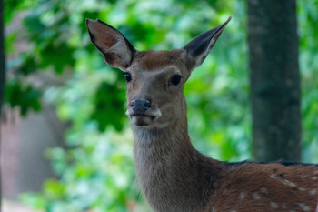 Doe / ***