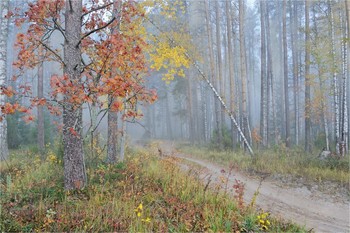 In the autumn woods / ***