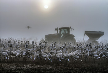 feeding / ***