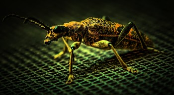 Odd visitor / Macro shot of a peculiar-looking insect