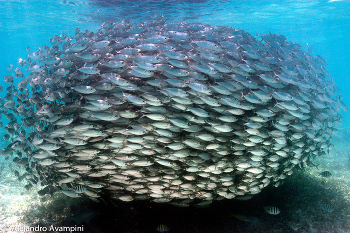 School of fish / School of fish - Riviera Maya - Mexico