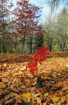 sunny day / ***