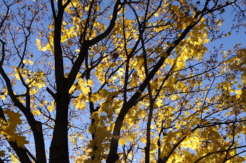 Maple / ***