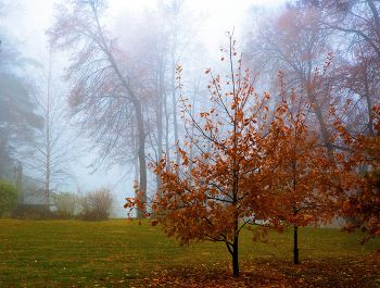 Autumn / ***