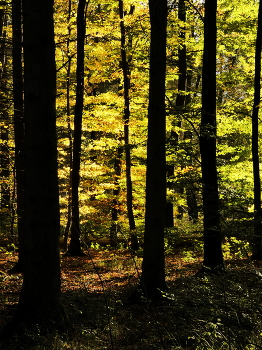Herbstleuchten / die Mittagssonne an einem Tag im Oktober ...