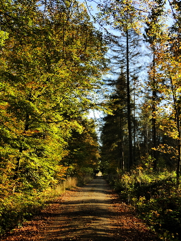 der Weg im Licht / Waldweg im Herbstlicht