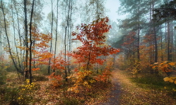 Autumn forest / ***