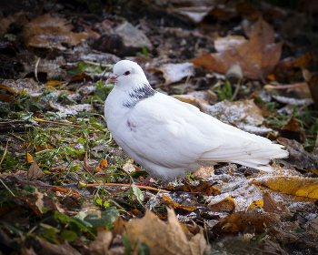Dove / ***