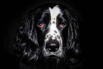 Hund / ***