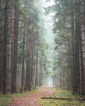Foggy November day / ***