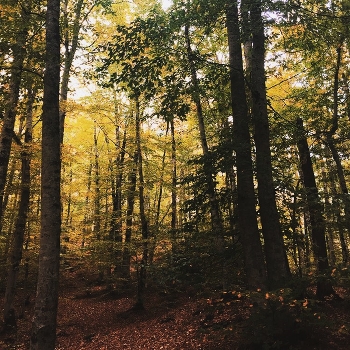 In the woods / Green Forest