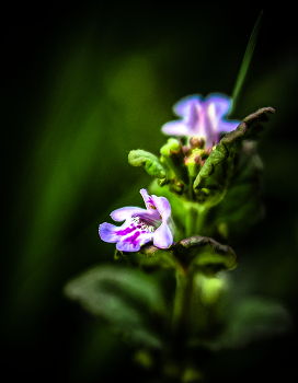 By the Sun / ***