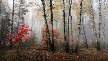 Foggy morning / ***