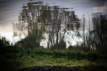 Reflection / ***