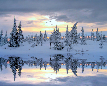 Magical forest / ***