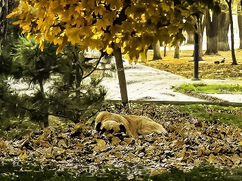 Nur Herbst / ***