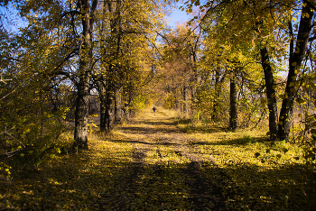 Morning in October / ***