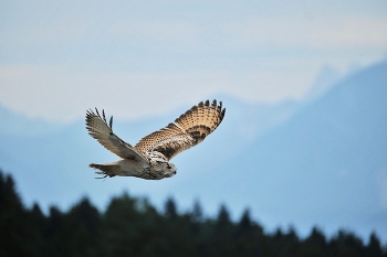 Uhu / Uhu in Landskron (Kärnten)