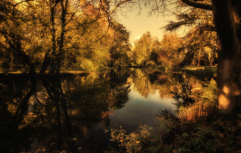 Pond / ***