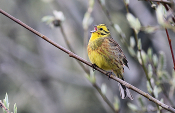 Yellow Wagtail / ***