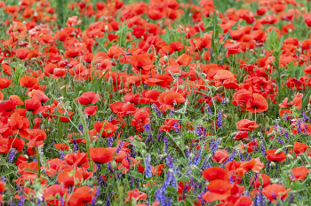 Poppies / ...