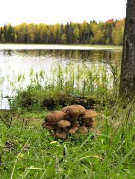 Honey mushrooms / ***