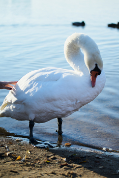 Swan / ***