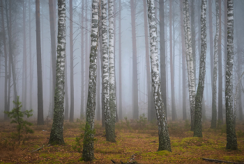 Novembermorgen / ***
